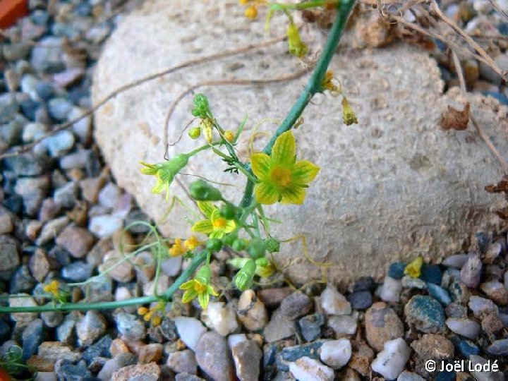 Kedrostis africana ©JLcoll.2295